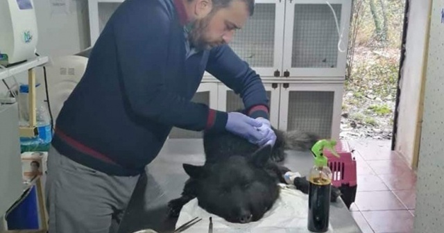 Boynuna lastik bağlanan köpek ölüme terk edildi