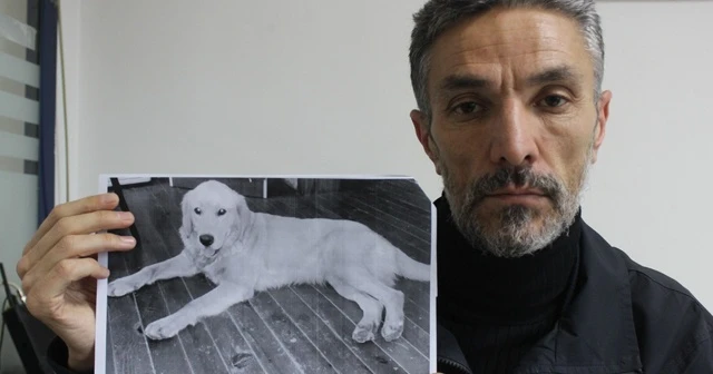 Dedektif gibi iz sürüp kaybolan köpeğini Amerika'da buldu