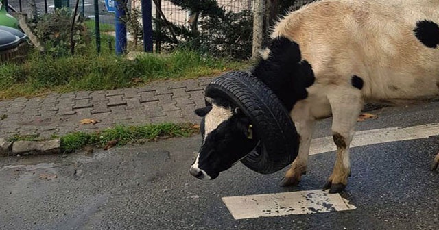 Kafasına araba lastiği takılan ineği vatandaşlar böyle kurtardı