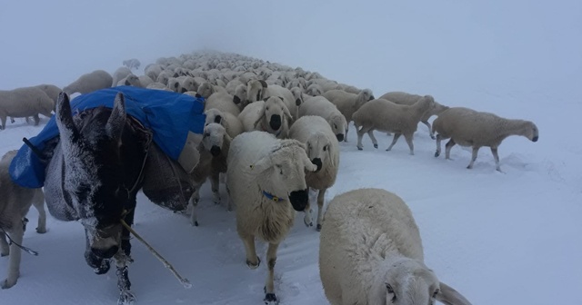 Koyunların zorlu kar yolculuğu