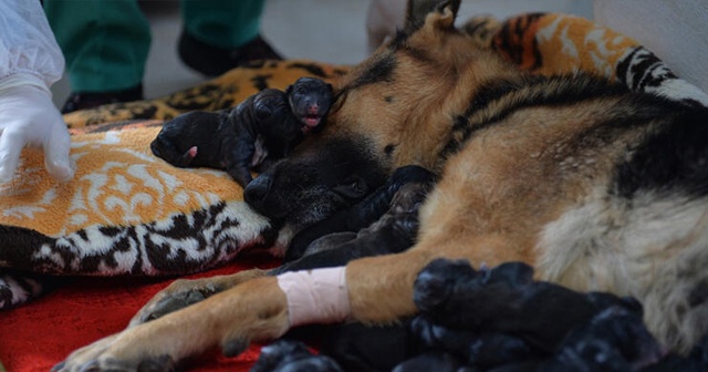 Mersin&#039;de bir köpek sezaryenle 16 yavru doğurdu