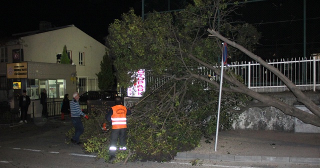 Samsun’da okul girişinde ağaç devrildi