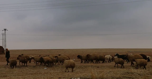 Tel Abyad&#039;da hayvancılık faaliyetleri yeniden başladı