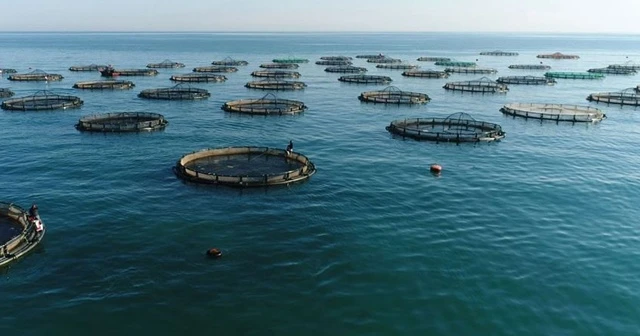 Türkiye'nin çiftlik balığı üretimi 10 yılda ikiye katlandı