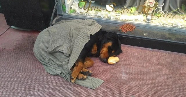 Yolava'da kaldırımda yatan köpeği soğuktan korumak için üzerine hırka örttüler