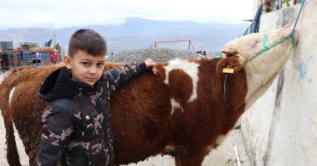 'Ay-yıldızlı' boğa, görenleri şaşırtıyor