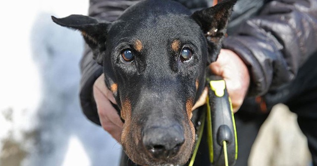 Bakan Pakdemirli&#039;nin sahip çıktığı köpek Bobo katarakt ameliyatı oldu