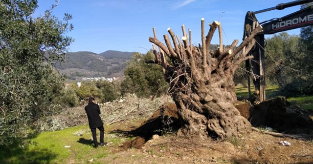 Bin yıllık zeytin ağacı yeni yerine taşındı