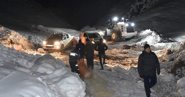 Hakkari’de dağlık alanda mahsur kalan atlar kurtarıldı