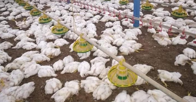Havalandırma fanları arızalanan çiftlikte 27 bin 500 tavuk telef oldu