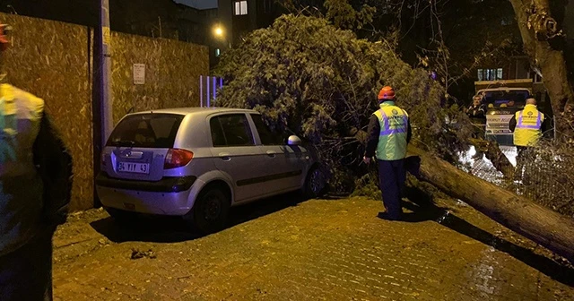 İstanbul’da fırtına ağaçları devirdi
