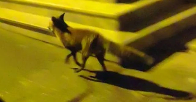 İstanbul'da şaşırtan görüntü! Tilki sokaklarda gezdi