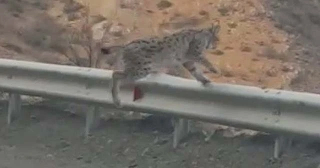 Karayoluna inen vaşağın umursamaz hali böyle görüntülendi