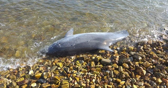 Kınalıada sahilinde ölü yunus bulundu: Kuyruğundaki kesikler dikkat çekti