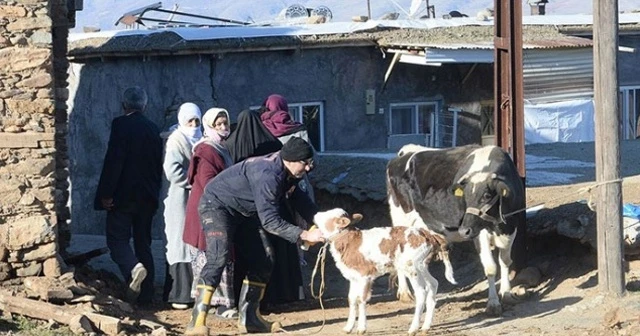 Malatya'da yıkılan ahırlarda mahsur kalan hayvanları itfaiye ekipleri kurtardı
