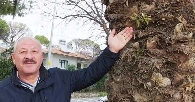 Palmiye ağacının gövdesinden çıkanlar şaşırttı!