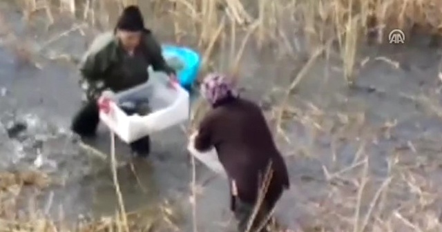 Sazlıklar arasında mahsur kalan balıkları kasalarla avladılar