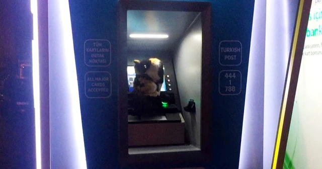 Sokak kedisi fırtınadan ATM'ye sığındı