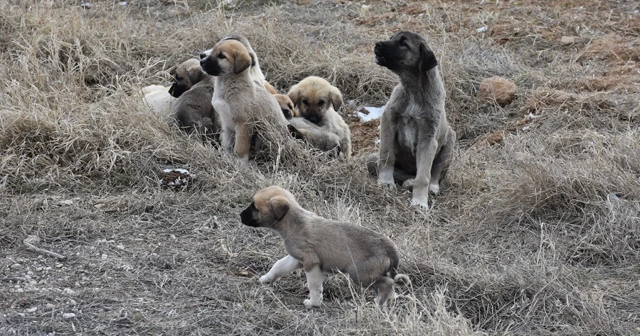 Yavru köpekler soğukta ölüme terk edildi