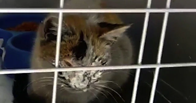 12 gün sonra enkazdan kurtarılan kedi için duygusal paylaşım