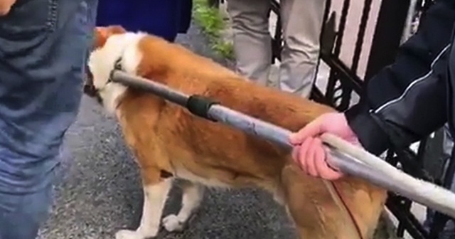 Beşiktaş Belediyesinden köpeğe işkence edildiği iddialarına ilişkin açıklama