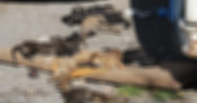 Bornova'da 9 köpek ve 2 kedi yavrusu zehirlenerek öldürüldü