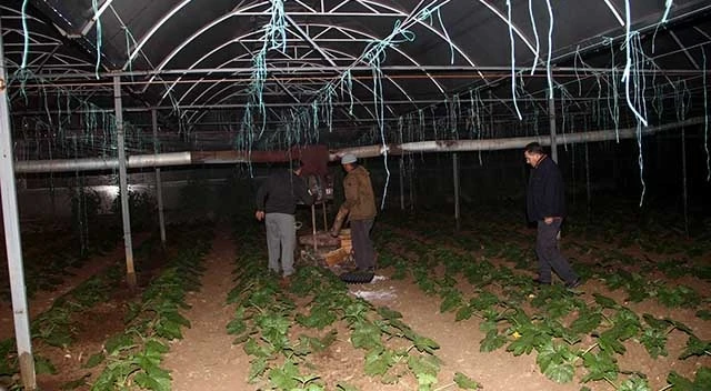 Fethiye'de sera üreticisinin sobalı don nöbeti