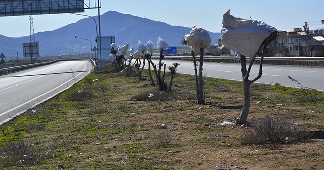 Gaziantep&#039;te zeytin ağaçlarına soğuktan çuvallı koruma