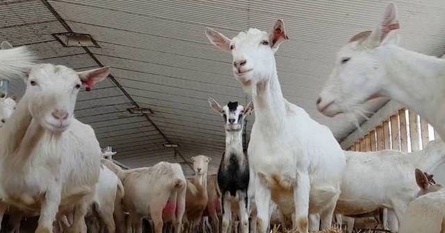 Keçi sütü sabunu ne işe yarar faydaları nelerdir evde keçi sütü sabunu yapımı