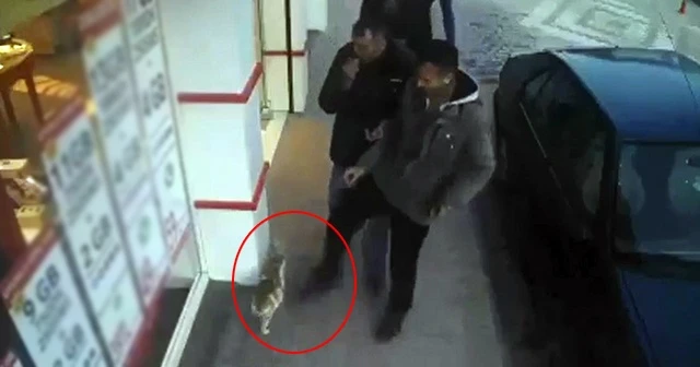 Kediye tekme atan şahsa 947 TL para cezası