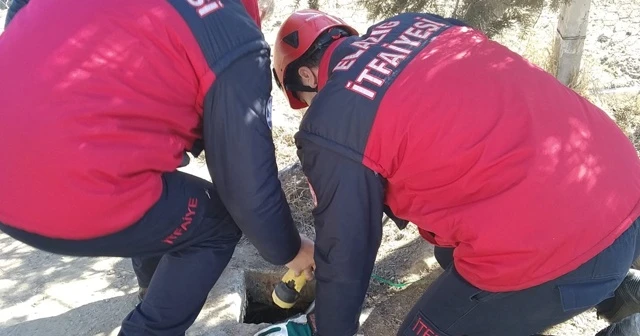 Kuyuda mahsur kalan yavru köpekler kurtarıldı