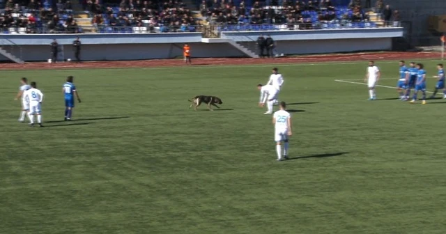 Sahaya köpek girince maç 10 dakika durdu