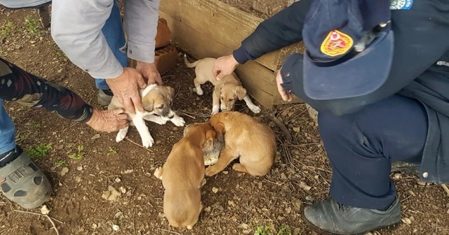 Yavru köpekler itfaiyenin yardımıyla kurtarıldı