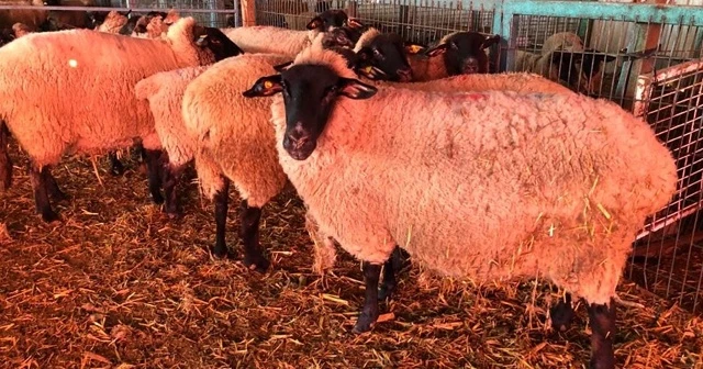 Bu koyunlardan almak için 6 ay sıra beklemeniz gerekiyor