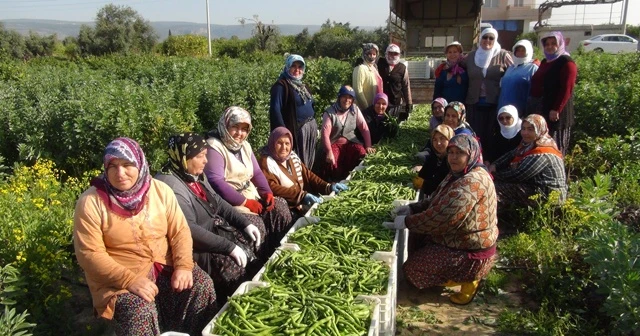 Kadınlar Günü’nü tarlada çalışarak kutladılar