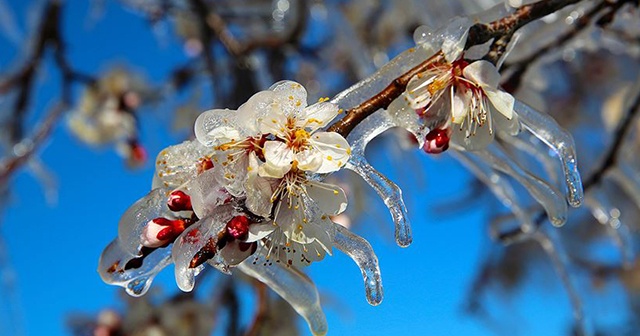 Meteorolojiden kar yağışı ve zirai don uyarısı