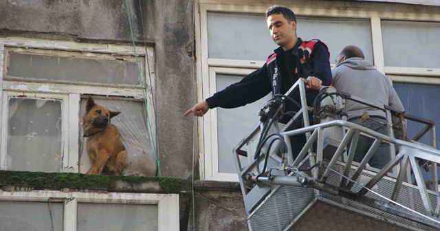 Sahipleri operasyonla gözaltına alındı, evde kalan köpekleri itfaiye kurtardı