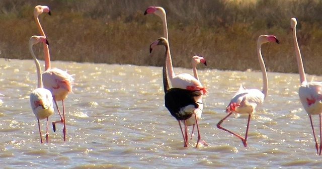 Siyah flamingo ikinci kez Türkiye'de