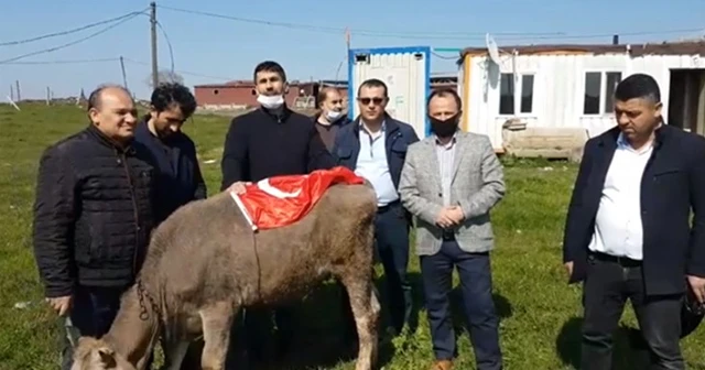 ‘Biz Bize Yeteriz Türkiyem’ kampanyasına büyükbaş hayvanını bağışladı