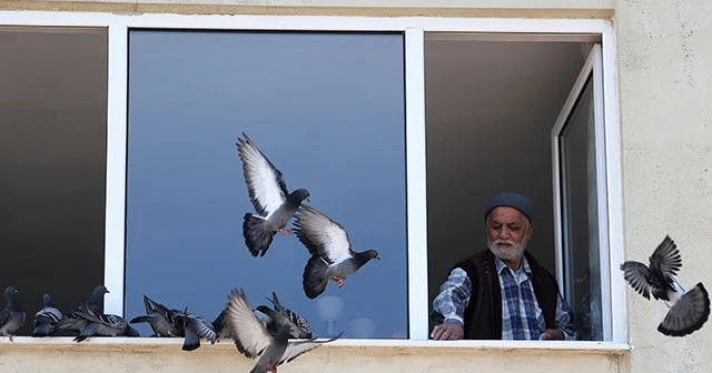 78 yaşındaki Hasan Amca, penceresine konan güvercinleri besledi