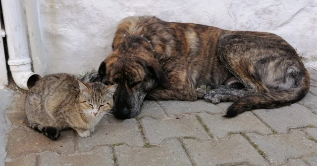 Aç kalıp bahçeye sığınan kediye evin köpeği sahip çıktı