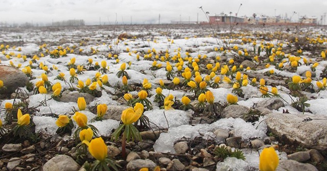 Baharda yağan kar Ovacık&#039;ın doğasına güzellik kattı