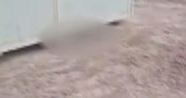 Başkent’te çok sayıda ölü köpek yavrusu bulundu