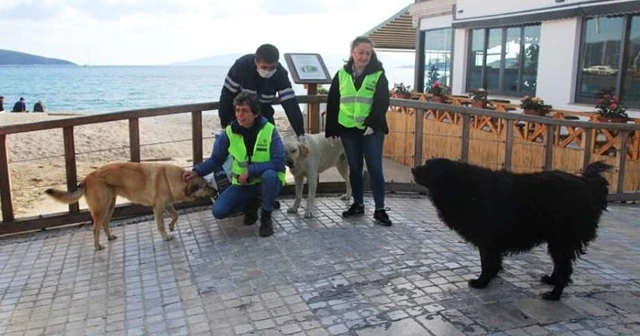 Bodrum’da sokak hayvanlarına 11 bin kilo mama dağıtıldı