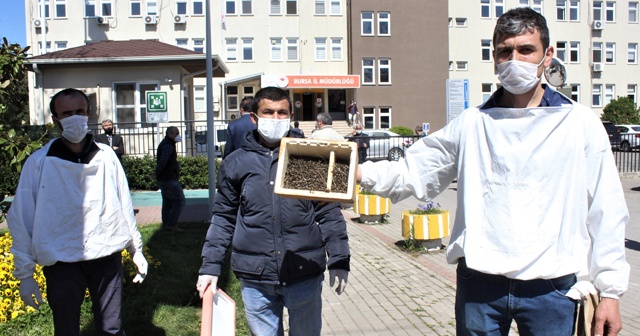 Bursa&#039;da binlerce arının şok eden ölümü