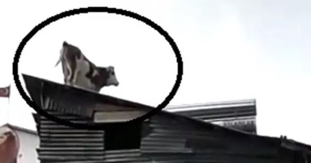 Çatıdaki ineği gören vatandaşlar gözlerine inanamadı
