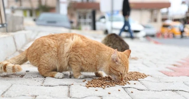 Çevre ve Şehircilik Bakanı Kurum'dan sokak hayvanları için çağrı