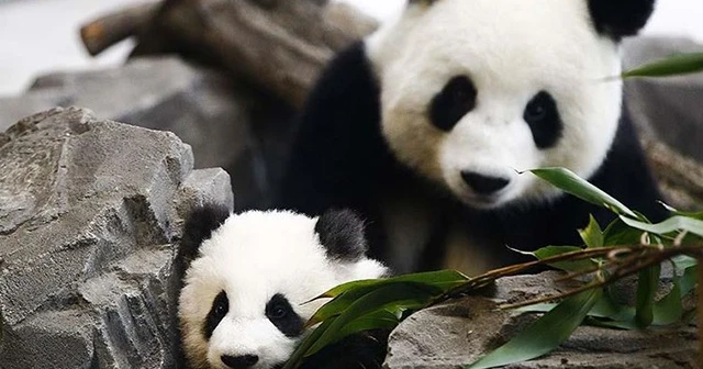 En çok panda ve deniz kaplumbağası evlat edindik