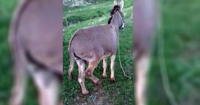 Eşeğe zulme 947 lira para cezası