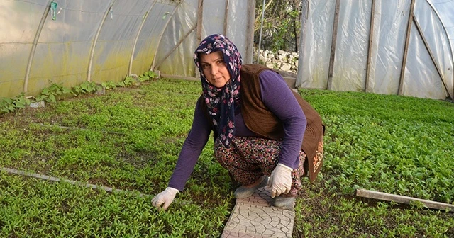 Evinin bahçesine kurduğu serada 100 bin fide üretiyor